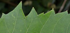 Vitis riparia