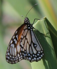 Danaus