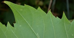 Vitis riparia