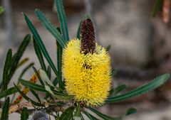 Banksia attenuata