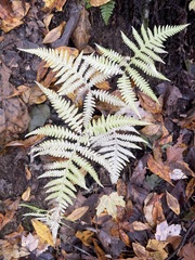 Phegopteris