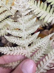 Phegopteris