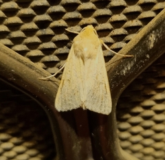 Helicoverpa punctigera