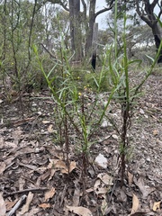 Ixodia achillaeoides