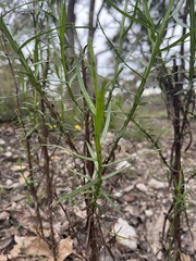 Ixodia achillaeoides