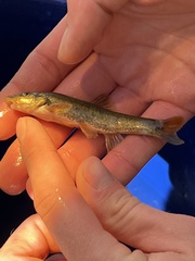 Rhinichthys cataractae