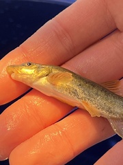 Rhinichthys cataractae