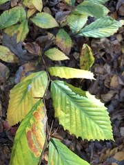 Acalitus ferrugineum