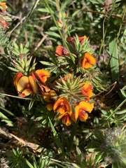 Pultenaea humilis