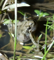 Crinia parinsignifera