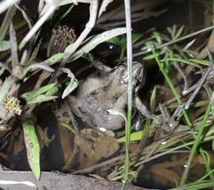 Crinia parinsignifera
