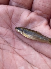 Rhinichthys cataractae