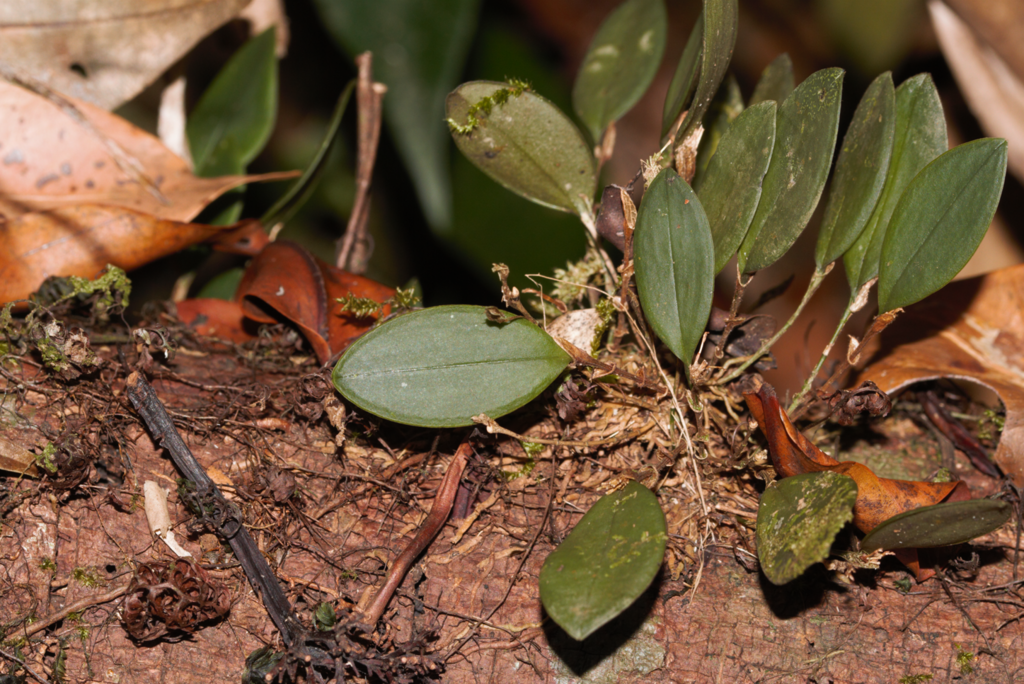 Trichosalpinx orbicularis