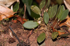 Trichosalpinx orbicularis