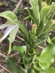 Bonatea speciosa