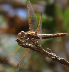 Sympetrum gilvum