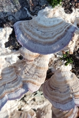 Trichaptum biforme