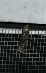 Acrobasis tricolorella