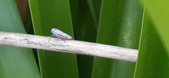 Tretogonia