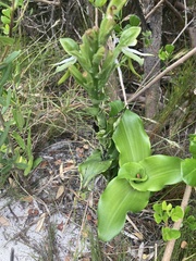 Bonatea speciosa