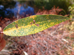 Melampsora epitea