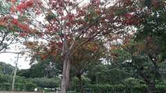 Delonix regia