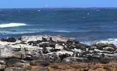 Arctocephalus pusillus pusillus