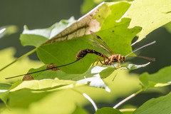 Megarhyssa greenei