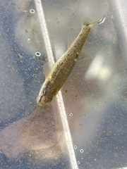 Rhinichthys cataractae