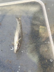 Rhinichthys cataractae