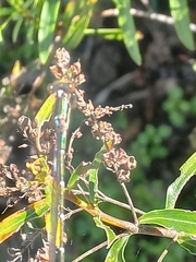 Austrolestes colensonis
