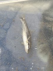 Rhinichthys cataractae