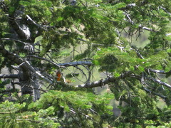 Piranga bidentata