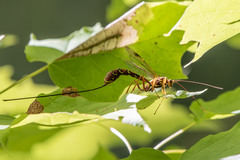 Megarhyssa greenei