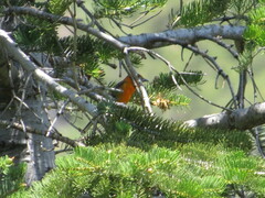 Piranga bidentata