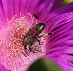 Apis mellifera capensis
