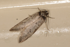 Philobota orescoa