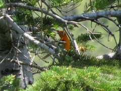 Piranga bidentata