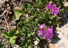 Pelargonium cucullatum