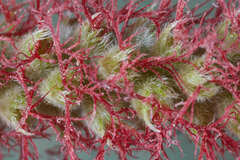 Acalypha stricta