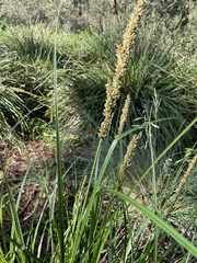 Carex appressa