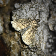 Idia lubricalis