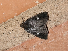Amyna bullula