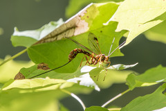 Megarhyssa greenei