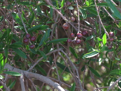 Sapium haematospermum