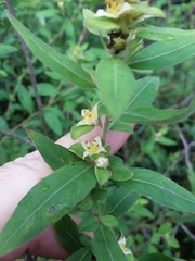 Ludwigia pilosa