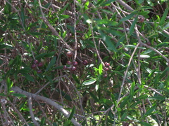 Sapium haematospermum