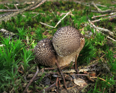 Lycoperdon nigrescens