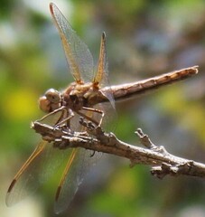 Sympetrum gilvum