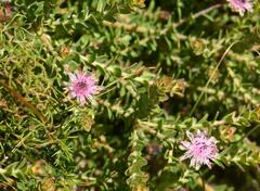 Diastella divaricata divaricata